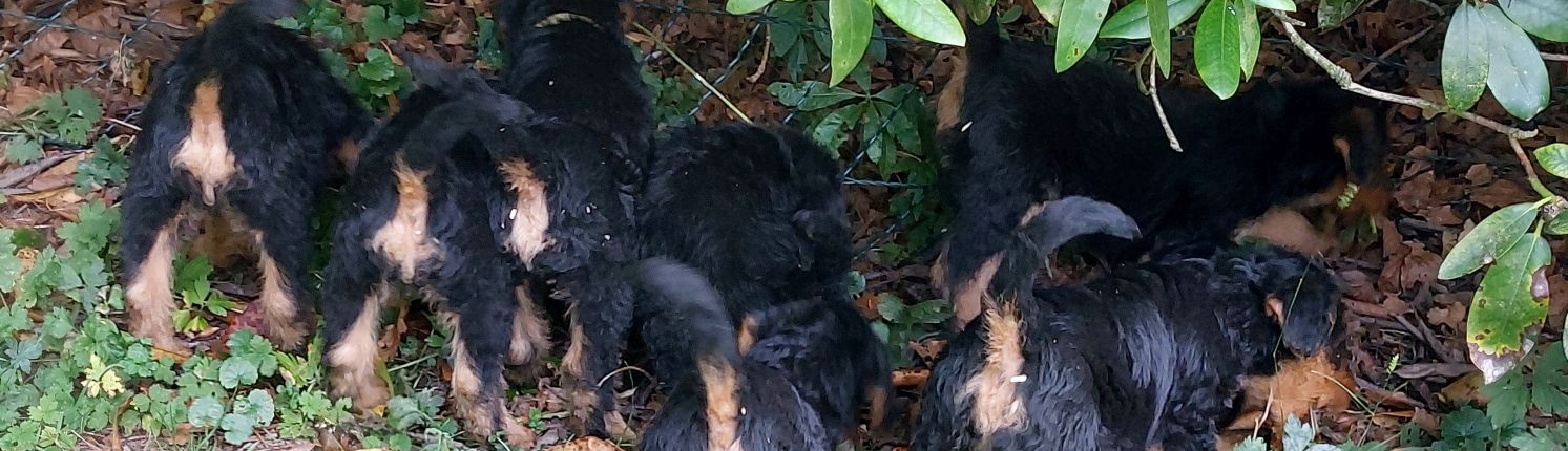 kleine Airedale Terrier Welpen - Rückansicht