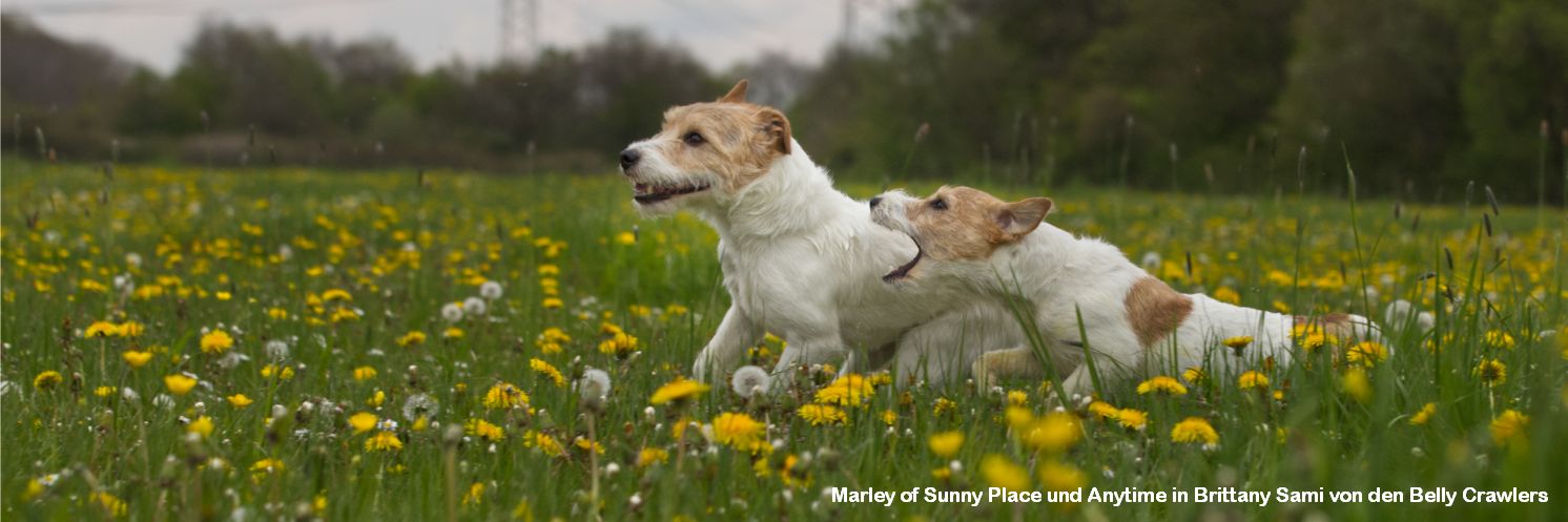 Marley of Sunny Place, vorne Anytime in Brittany Sami von den Belly Crawlers