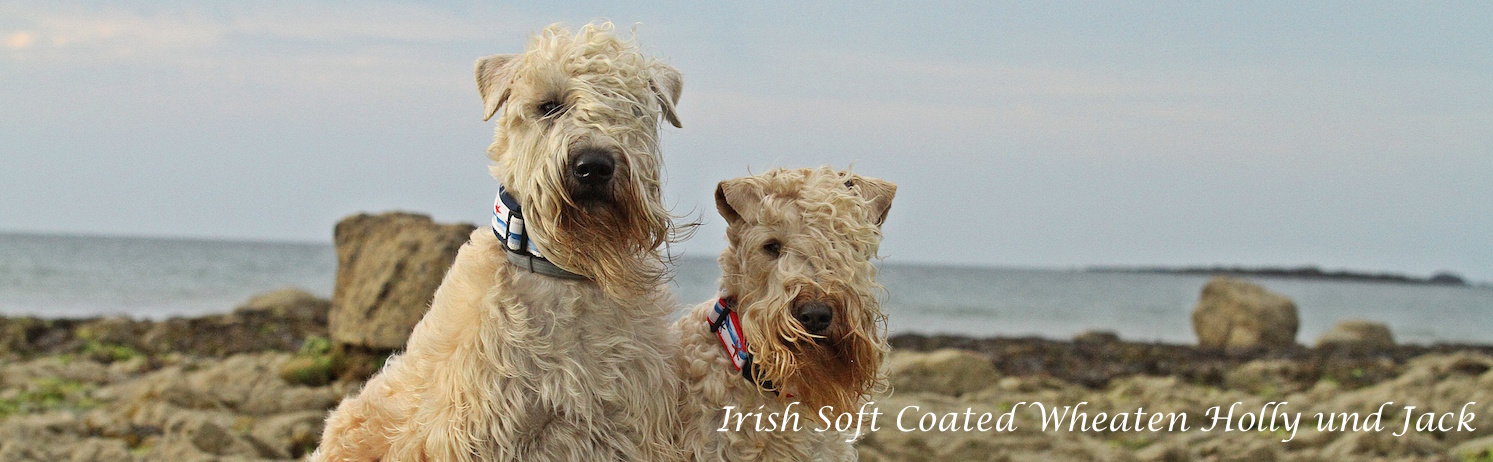 Irish Soft Coated Wheaten Holly und Jack