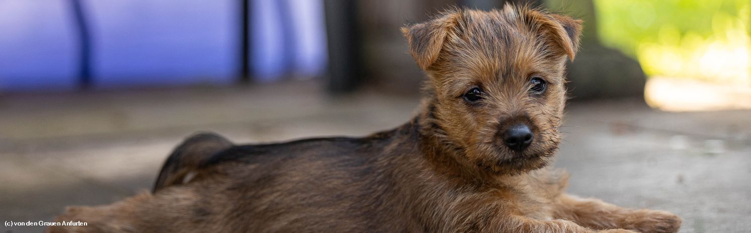 Australian Terrier Welpe