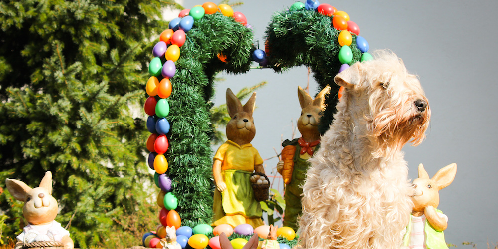 Frohe Ostern wünscht Holly, Wheaten Goblins Dancing Queen