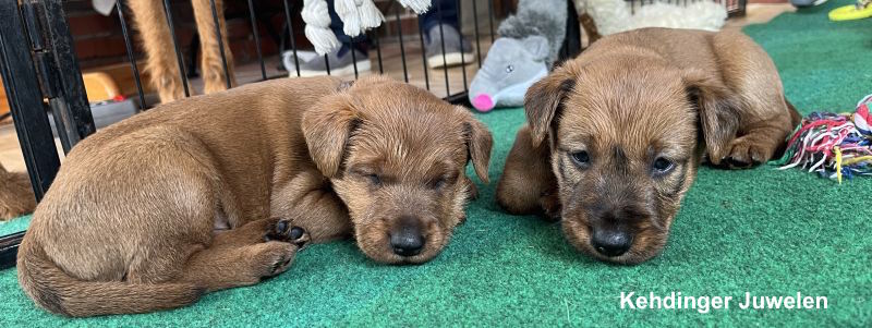 Zwei kleine Irish Terrier Welpen