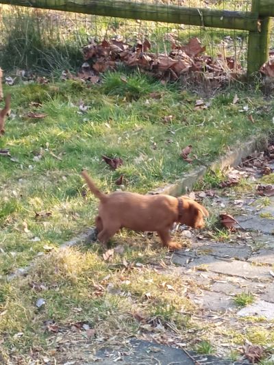 Kleiner Irish Welpe erkundet den Garten