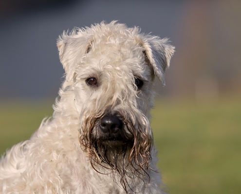 Irish Soft Coated Wheaten Terrier