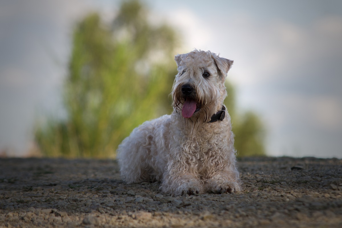 Irish Soft Coated Wheaten Terrier