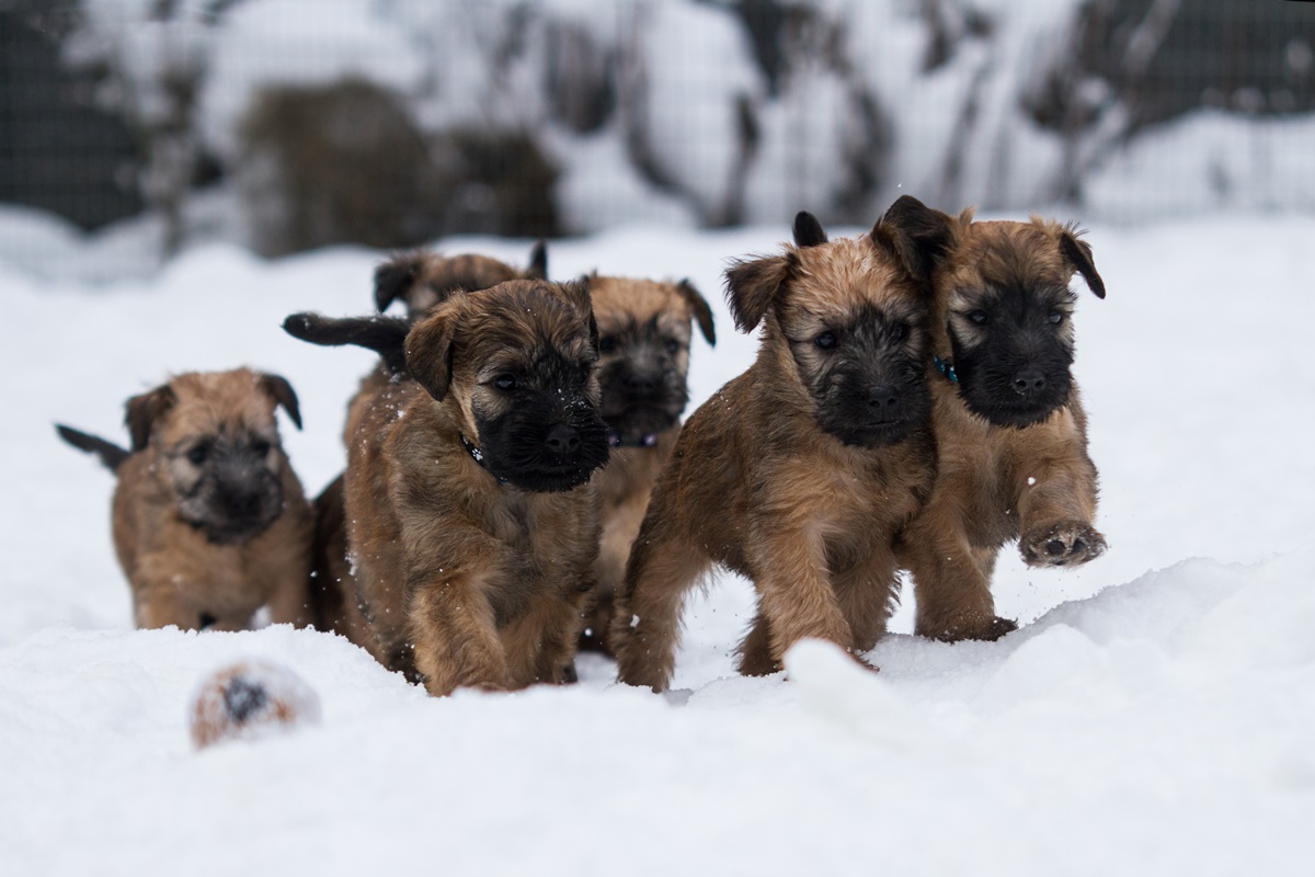 Irish Soft Coated Wheaten Terrier