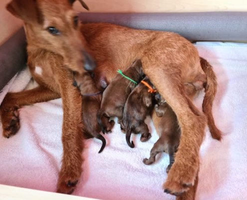 Mama Käthe und die Kleinen