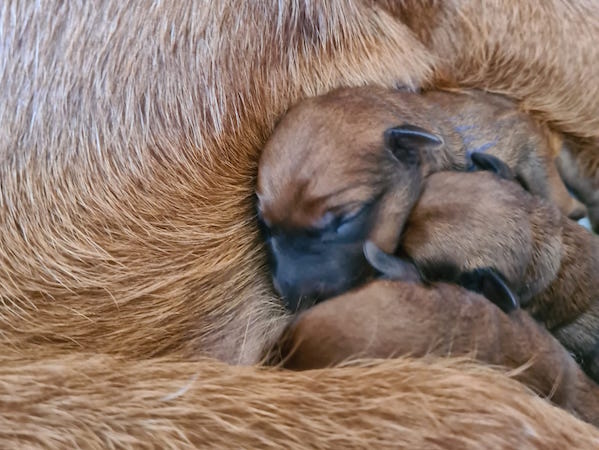 bei Mama eingekuschelt