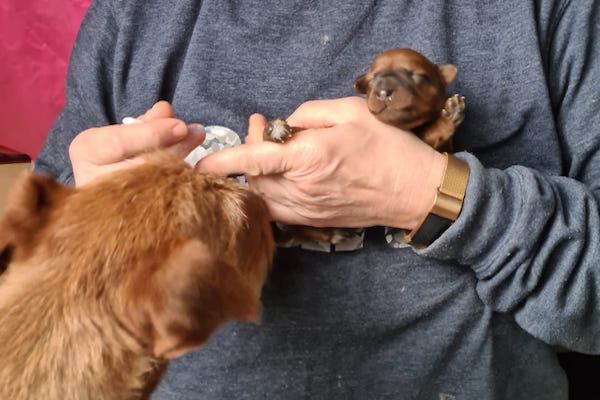 Interessierte Mama beim täglichen Training