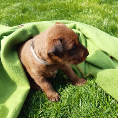 Irish Terrier Welpen