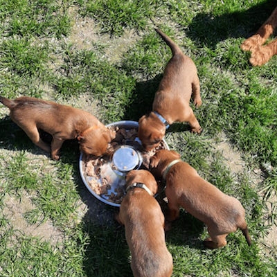 Irish Terrier Welpen