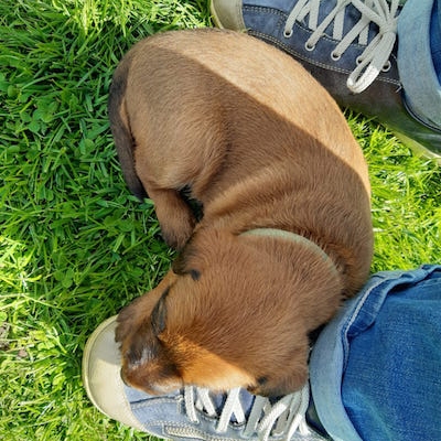 Irish Terrier Welpen