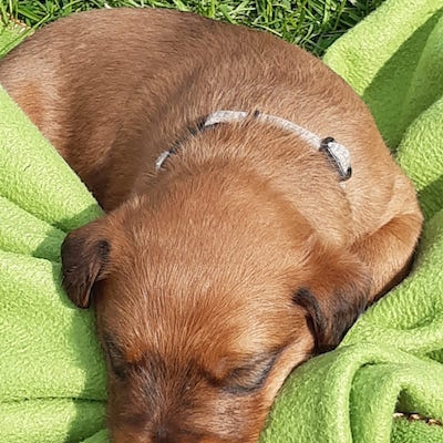 Irish Terrier Welpen