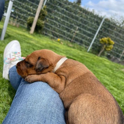 Irish Terrier Welpen