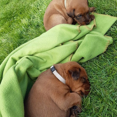 Irish Terrier Welpen