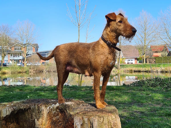 Irish Terrier Käthe vom Haseland