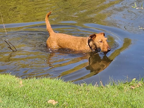 Irish Terrier Mama Käthe beim Baden