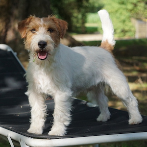 Jack Russell Terrier Rüde Spark Jack Route 66