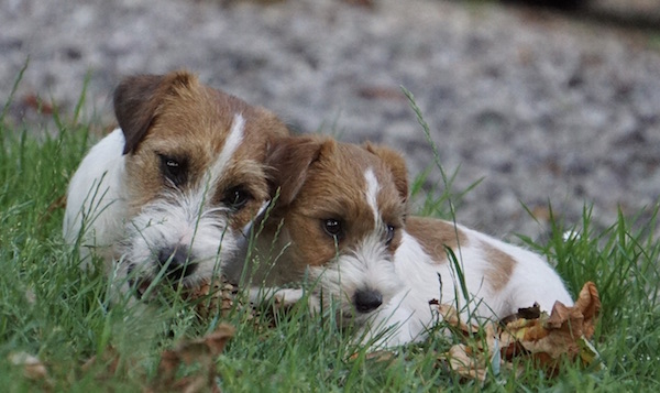 dragonheart jack russell