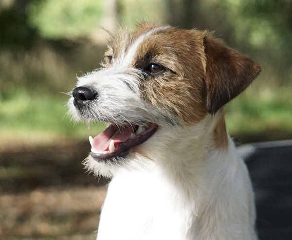 dragonheart jack russell