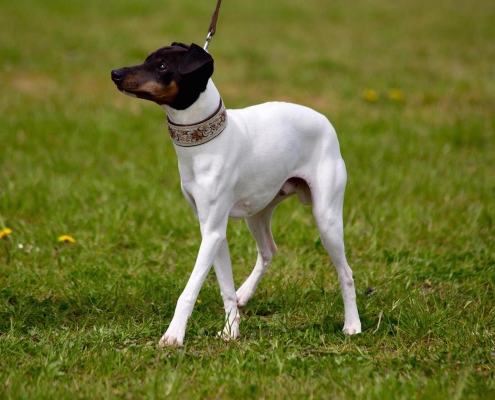 Japanischer Terrier