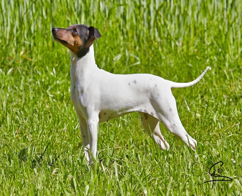 Japanischer Terrier