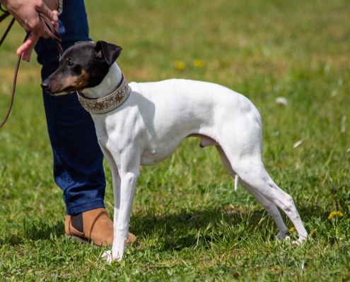 Japanischer Terrier