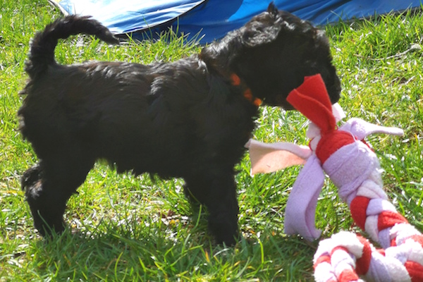 Kerry Blue Terrier Welpe