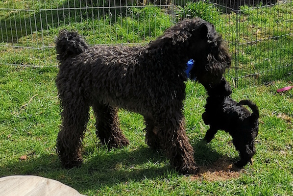 Kerry Blue Terrier Welpe mit Mama