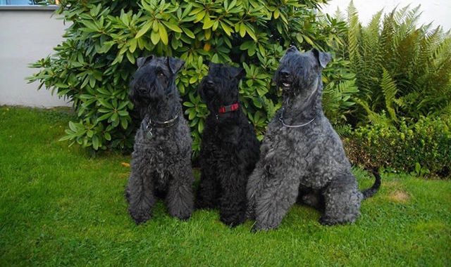 Drei Kerry Blue Terrier