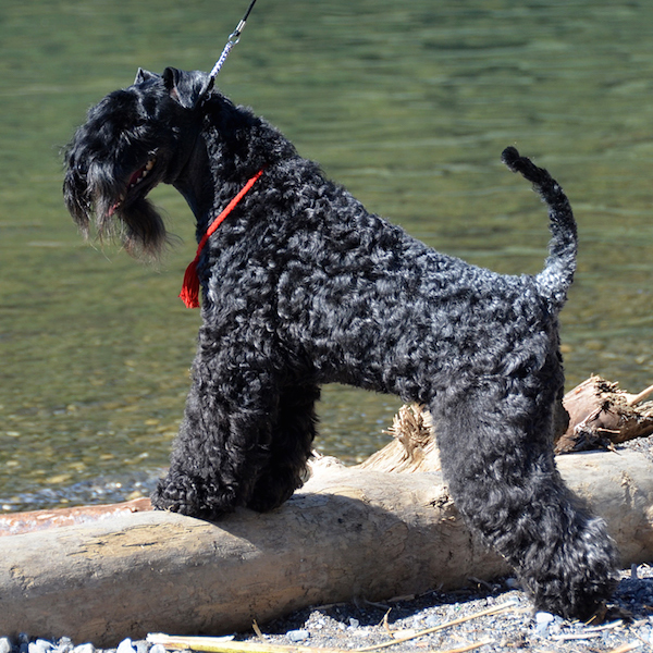 Kerry Blue Terrier