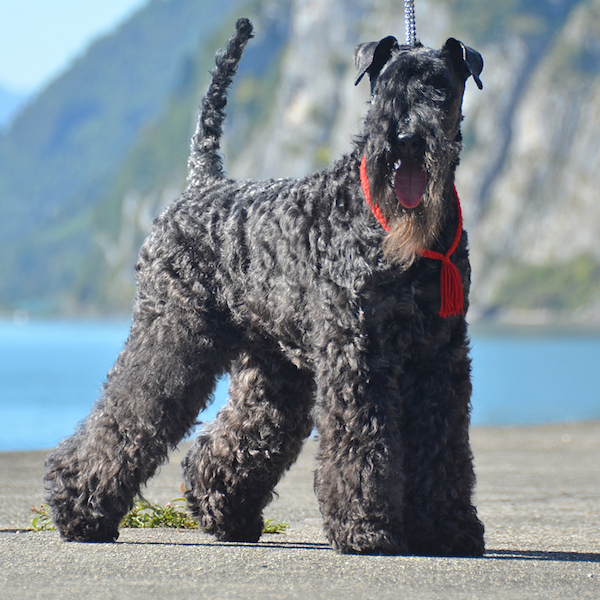 Kerry Blue Terrier