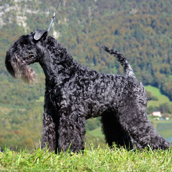 Kerry Blue Terrier