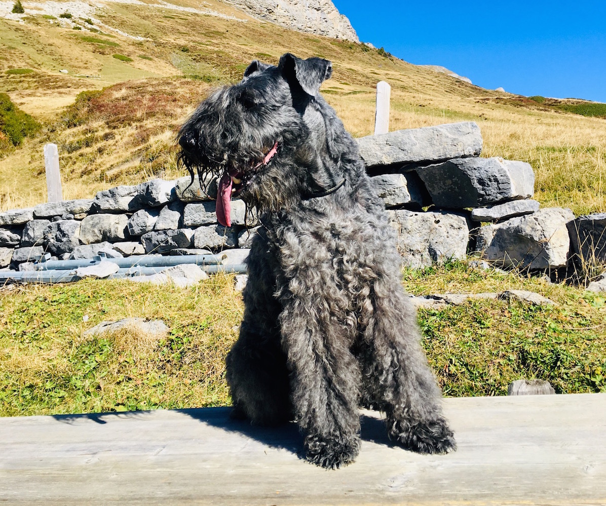 Kerry Blue Terrier