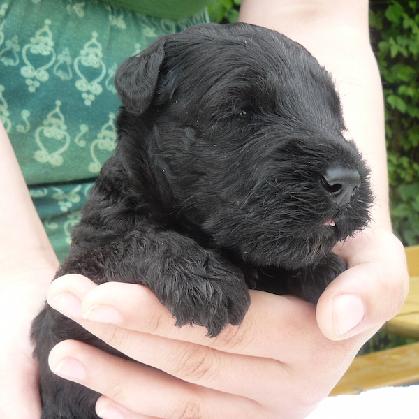 süßer kleiner Kerry Blue Terrier Welpe von zwei süße kleine Kerry Blue Terrier Welpen von Royal Winzent's