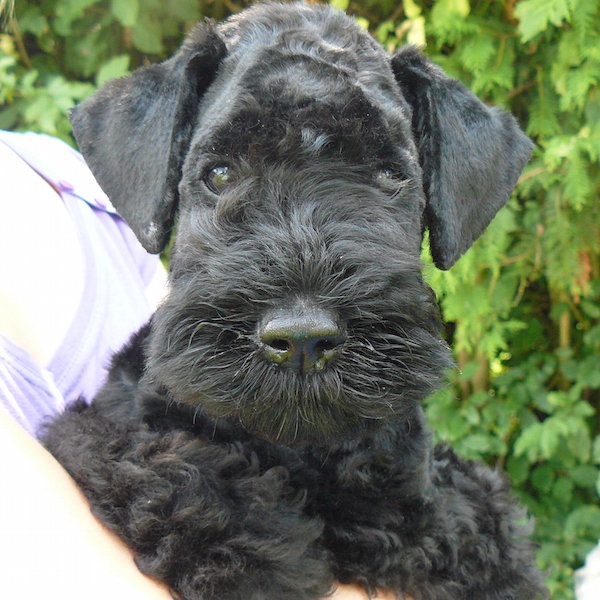 Süßer Kerry Blue Terrier Welpe