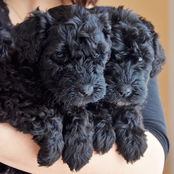 Zwei kleine Kerry Blue Terrier Welpen