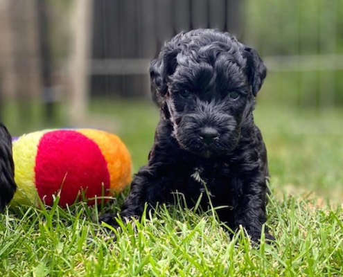 Kerry Blue Terrier Welpe Celtic Blue vom Klosterberg