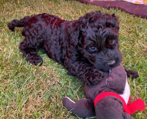 Kerry Blue Terrier Welpe Celtic Blue vom Klosterberg