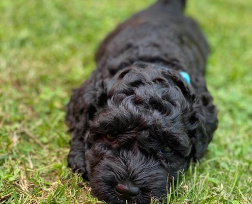 Kerry Blue Terrier Welpe Celtic Blue vom Klosterberg