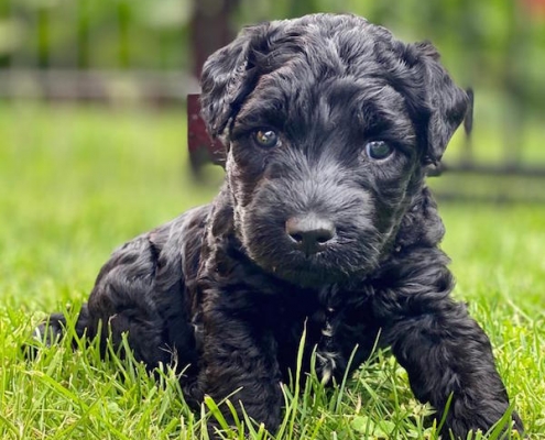 Kerry Blue Terrier Welpe Celtic Blue vom Klosterberg