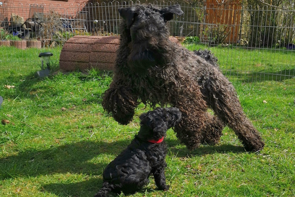 Kerry Blue Terrier Welpe