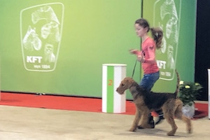 junges Mädchen mit Airedale Terrier auf der Bühne des Klub für Terrier (KfT)