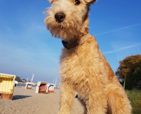 Lakeland Terrier