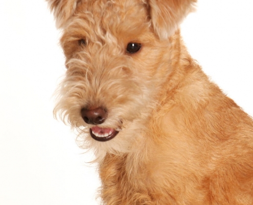 Lakeland Terrier