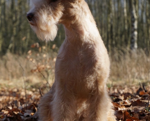 Lakeland Terrier
