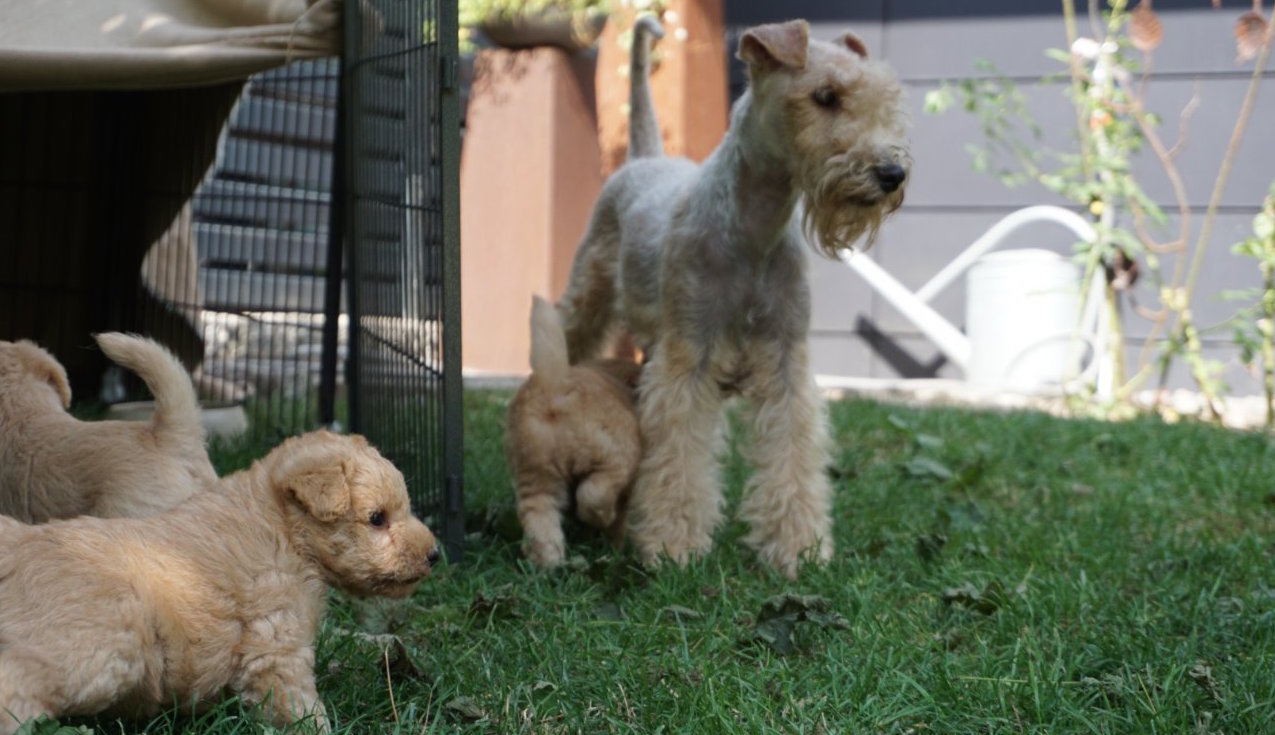 Lakeland Terrier