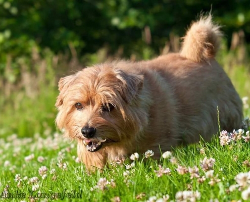 Allright True Goblin (Troll) - Norfolk Terrier