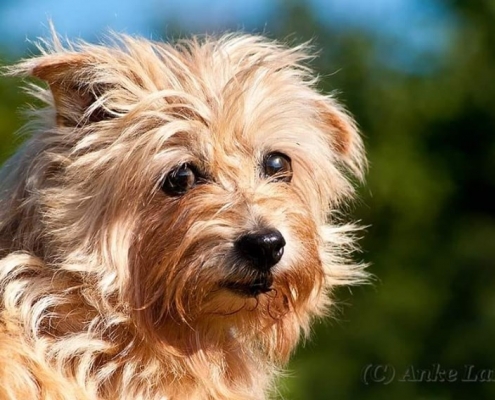 Allright Pretty Polly - Norfolk Terrier