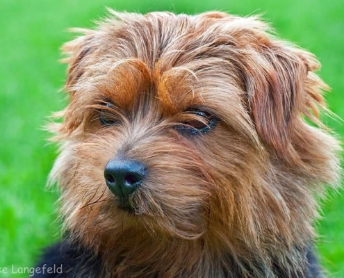 Peanuts Prancing Pinto - Norfolk Terrier